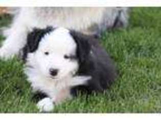 Miniature Australian Shepherd Puppy for sale in Allegan, MI, USA