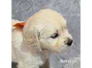 Mutt Puppy for sale in Robinson, IL, USA