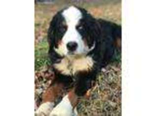 Bernese Mountain Dog Puppy for sale in Durham, NC, USA