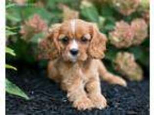 Cavapoo Puppy for sale in Owensboro, KY, USA