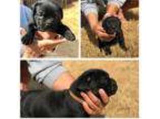 Cane Corso Puppy for sale in Mcdonough, GA, USA