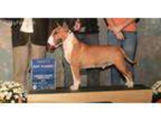 Bull Terrier Puppy for sale in Pleasant Hill, MO, USA