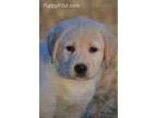 Labrador Retriever Puppy for sale in San Miguel, CA, USA