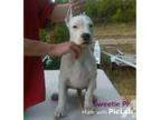 Dogo Argentino Puppy for sale in SILVERTHORNE, CO, USA