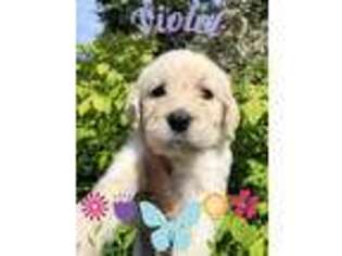 Labradoodle Puppy for sale in Orting, WA, USA