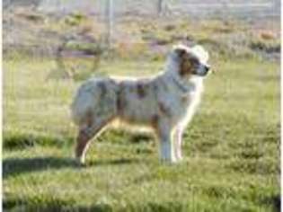Australian Shepherd Puppy for sale in Eagle Mountain, UT, USA