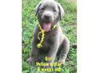 Labrador Retriever Puppy for sale in Rogersville, AL, USA