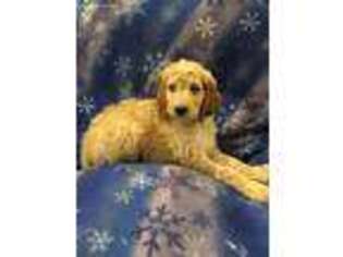 Goldendoodle Puppy for sale in Rolla, MO, USA