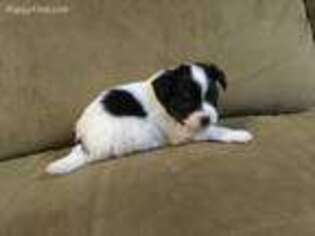 Papillon Puppy for sale in Clinton, MT, USA