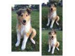 Collie Puppy for sale in Mentone, AL, USA