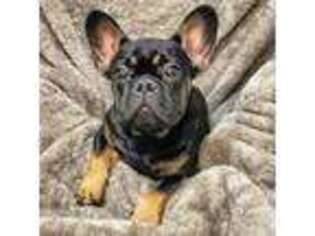 French Bulldog Puppy for sale in Jackson Heights, NY, USA