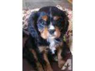Cavalier King Charles Spaniel Puppy for sale in HASTINGS, MN, USA