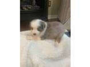 Miniature Australian Shepherd Puppy for sale in Rogersville, TN, USA