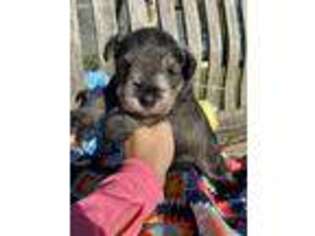Mutt Puppy for sale in Jayess, MS, USA