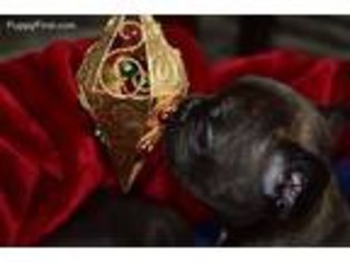 French Bulldog Puppy for sale in Dixon, CA, USA