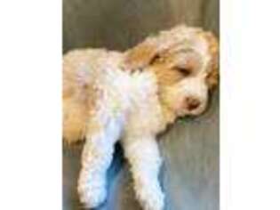Labradoodle Puppy for sale in Prichard, WV, USA