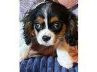 Cavalier King Charles Spaniel Puppy for sale in Glenwood, AR, USA