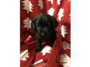 Labrador Retriever Puppy for sale in Bloomfield, NY, USA