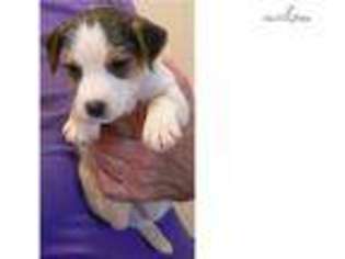 Jack Russell Terrier Puppy for sale in Los Angeles, CA, USA