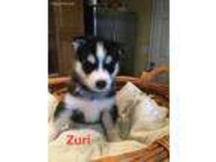 Siberian Husky Puppy for sale in Union, KY, USA