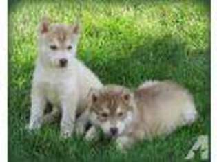 Siberian Husky Puppy for sale in RAPID CITY, SD, USA