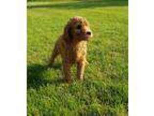 Goldendoodle Puppy for sale in South Elgin, IL, USA