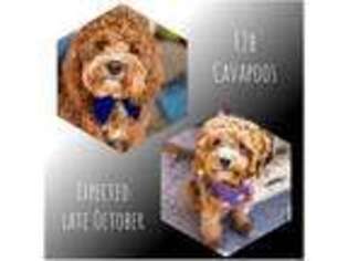 Cavapoo Puppy for sale in Manhattan, KS, USA