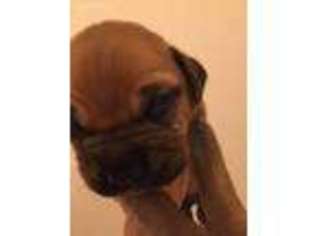 Bullmastiff Puppy for sale in Brentwood, CA, USA