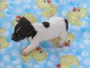 Jack Russell Terrier Puppy for sale in Konawa, OK, USA