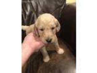 Goldendoodle Puppy for sale in Atmore, AL, USA