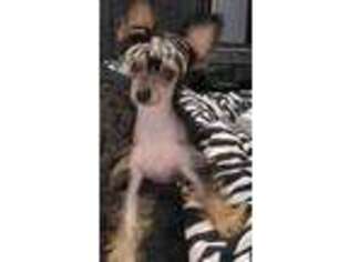 Chinese Crested Puppy for sale in WETHERSFIELD, CT, USA