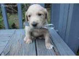 Labradoodle Puppy for sale in Wilmer, AL, USA