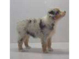 Mutt Puppy for sale in Osceola, MO, USA