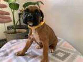 Boxer Puppy for sale in Humboldt, IL, USA
