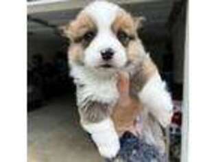 Pembroke Welsh Corgi Puppy for sale in Chester, VA, USA