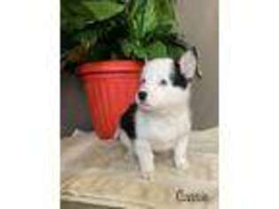 Pembroke Welsh Corgi Puppy for sale in Versailles, IN, USA