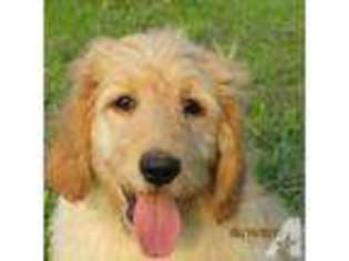 Goldendoodle Puppy for sale in THERESA, WI, USA