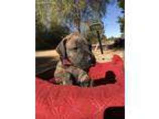 Great Dane Puppy for sale in Oakwood, TX, USA