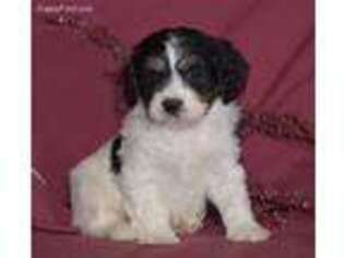 Cavachon Puppy for sale in Danville, PA, USA