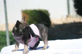 French Bulldog Puppy for sale in Folsom, CA, USA