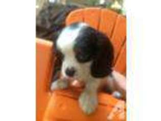 Cavalier King Charles Spaniel Puppy for sale in UPLAND, CA, USA