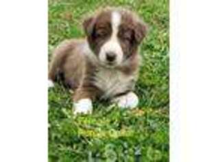 Border Collie Puppy for sale in Berne, NY, USA