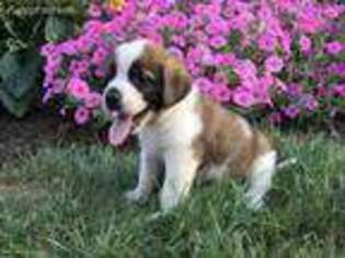 Saint Bernard Puppy for sale in Winesburg, OH, USA