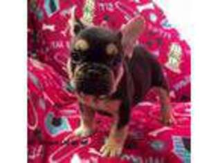 French Bulldog Puppy for sale in Tyrone, PA, USA