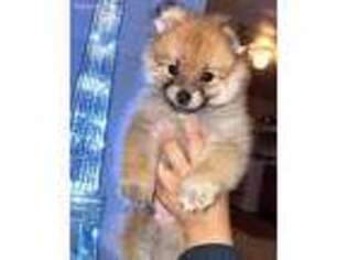 Pomeranian Puppy for sale in Staten Island, NY, USA