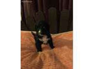 Mutt Puppy for sale in Como, TX, USA