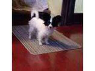 Papillon Puppy for sale in Dade City, FL, USA