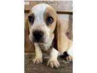 Beagle Puppy for sale in Nashville, TN, USA