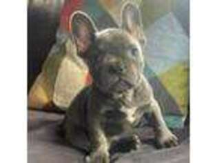 French Bulldog Puppy for sale in Plainfield, NJ, USA