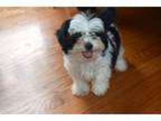 Mi-Ki Puppy for sale in Fairfax, MO, USA